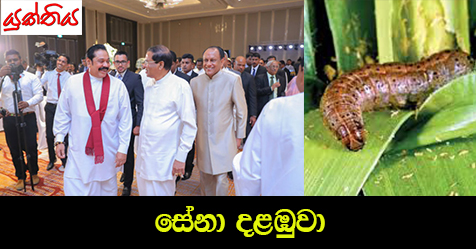 සේනා දළඹුවා